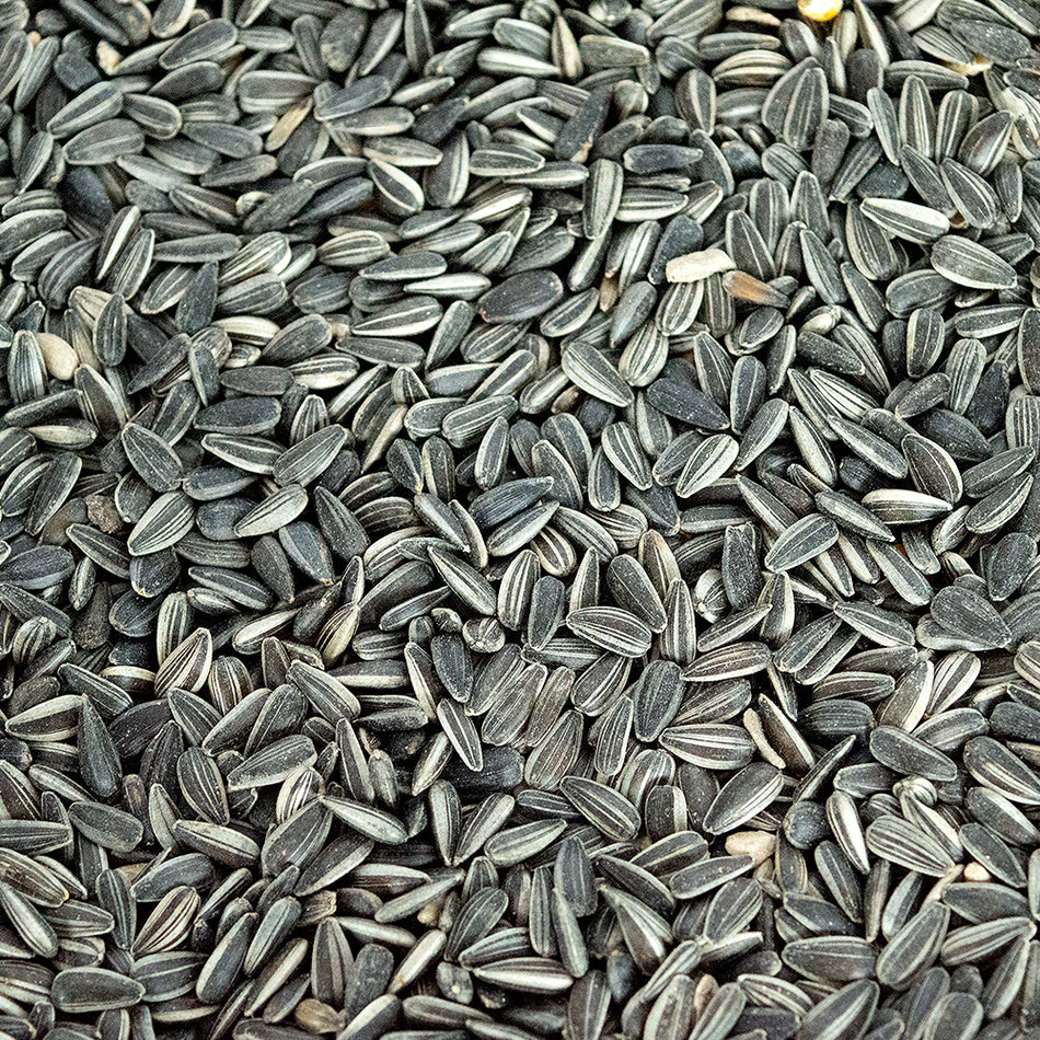 Bio Sonnenblumenkerne 10 kg