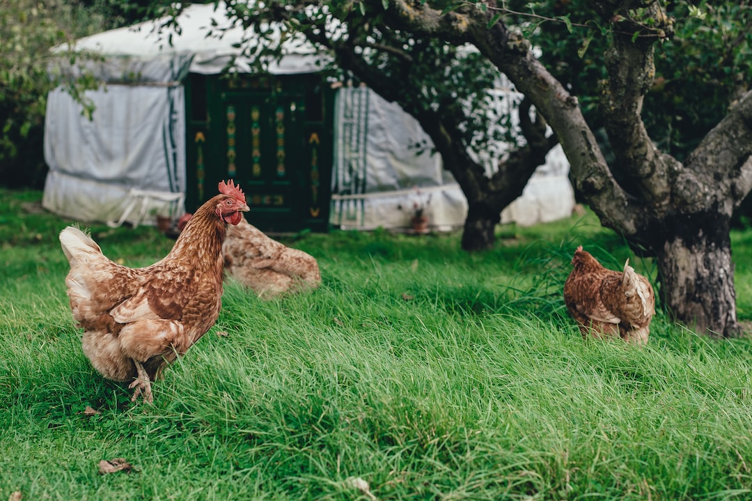 Braune Hühner in der Freilandhaltung auf einer grünen Wiese