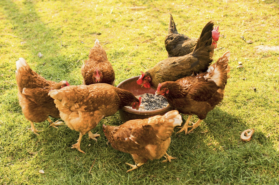 Was fressen Hühner - und was nicht