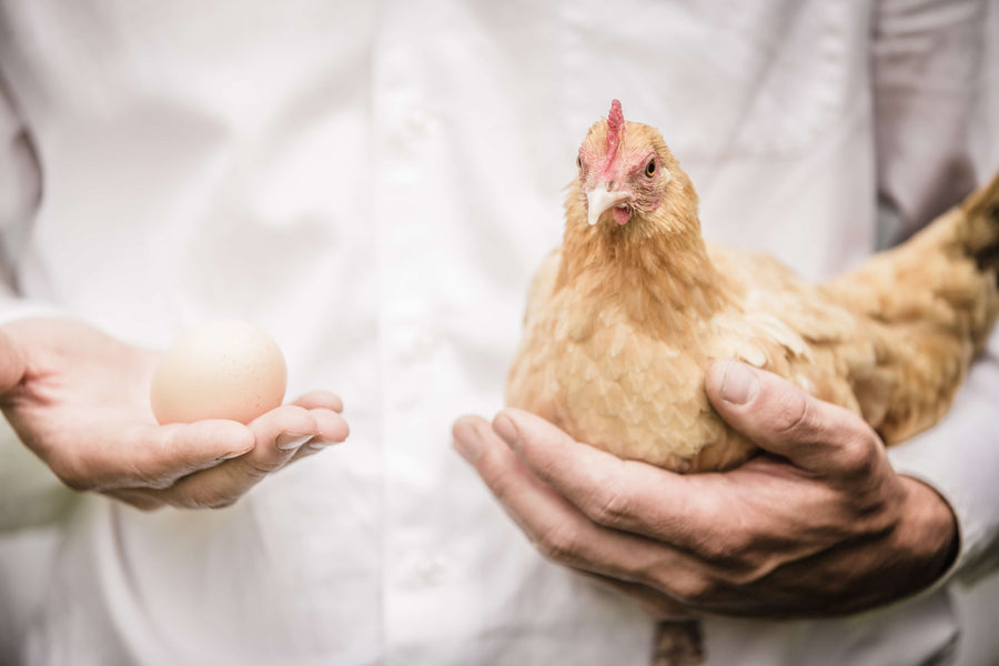 Wie oft legen Hühner Eier?