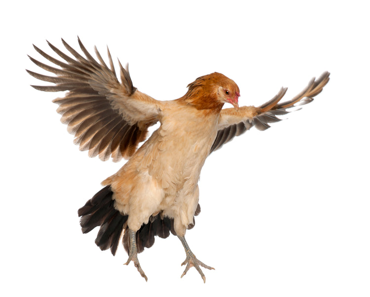 Können Hühner fliegen? - Ein Blick auf die Flugfähigkeiten des Geflügels