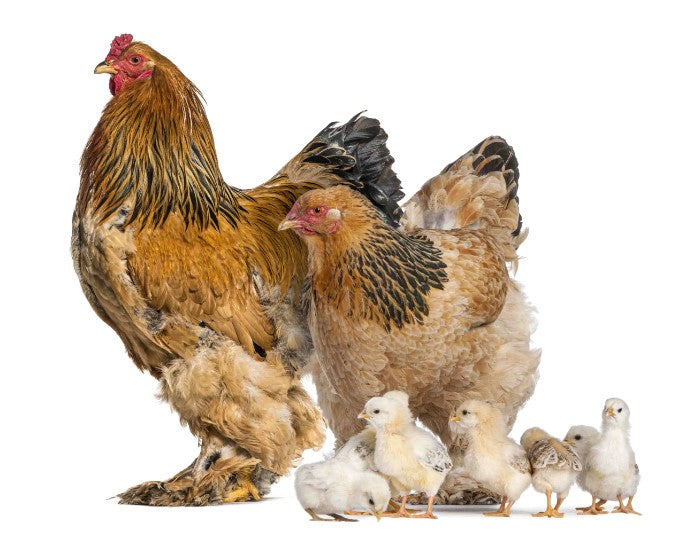 Hühner halten ohne Hahn