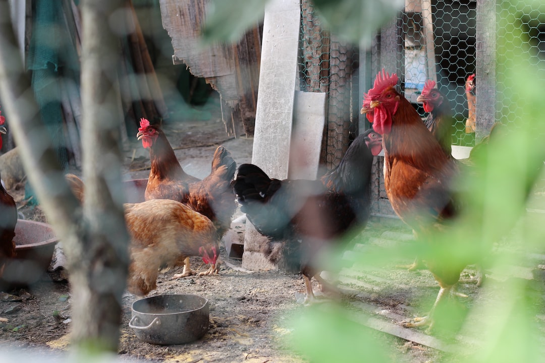 Alles über Hühner – Tipps und Tricks vom Profi