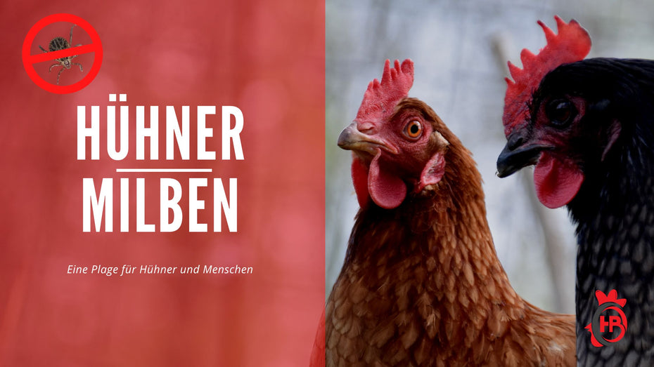 Hühnermilben – eine Plage für Hühner und Menschen
