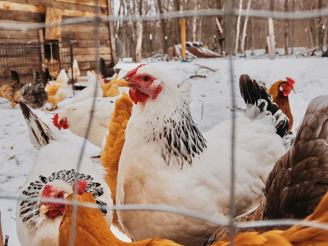 Hühner im Winter: Futter und Pflegehinweise