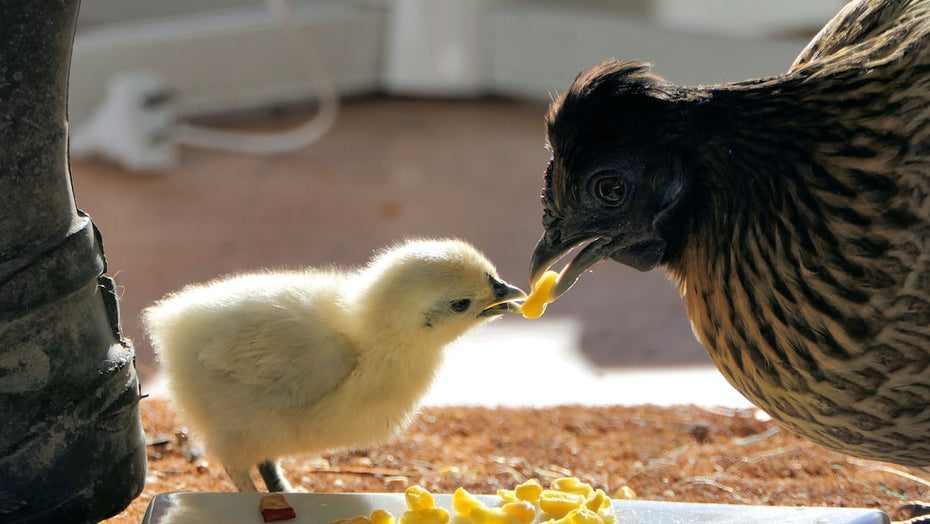 Hühnerfutter selber machen