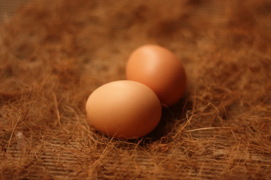 Hühner legen keine Eier? Analyse möglicher Gründe