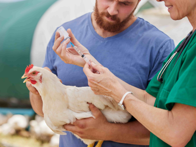 Hühner Impfen: Ein Muss für jeden Tierhalter?