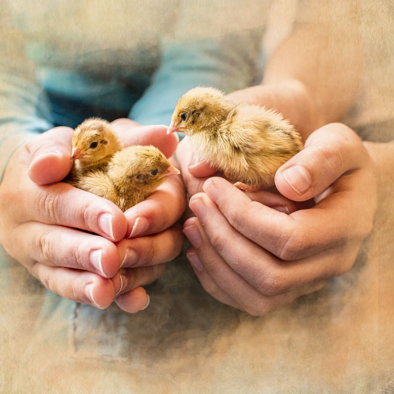 MiteProtect - zur Immunstärkung nach Milbenbefall