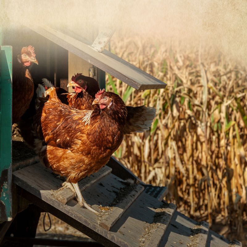 MiteCleaner - Milbenspray gegen rote Vogelmilben
