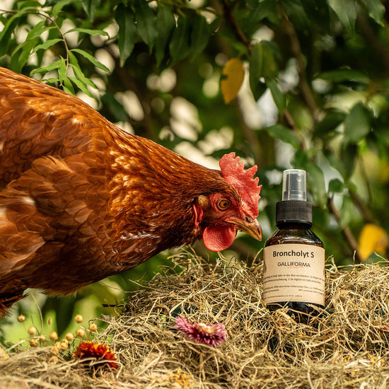 Bronchol Spray 100 ml - Ätherische Öle gegen Ammoniakgeruch und Milben