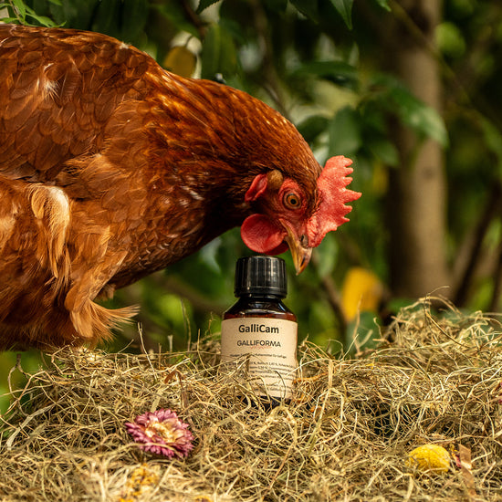 GalliCam 100 ml - Linderung von Gelenkschmerzen und Entzündungen