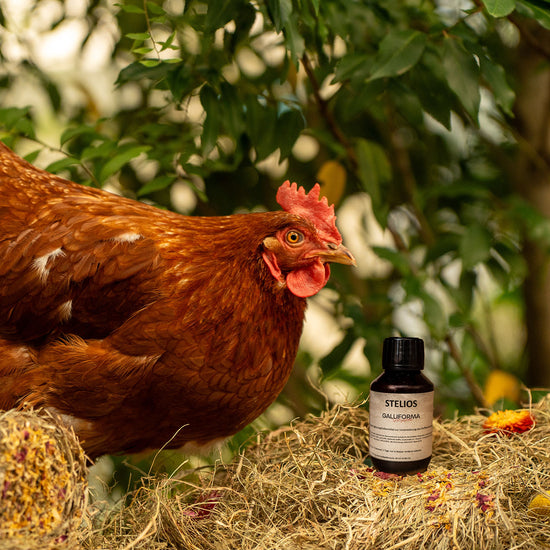 Stelios 100 ml - Stoffwechselanregung für schwache oder zu dicke Tiere