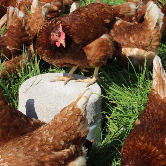 Kräuter-Pickstein 10 kg mit Eukalyptus und Thymian, biotauglich, für natürliches Pickverhalten & Stressabbau