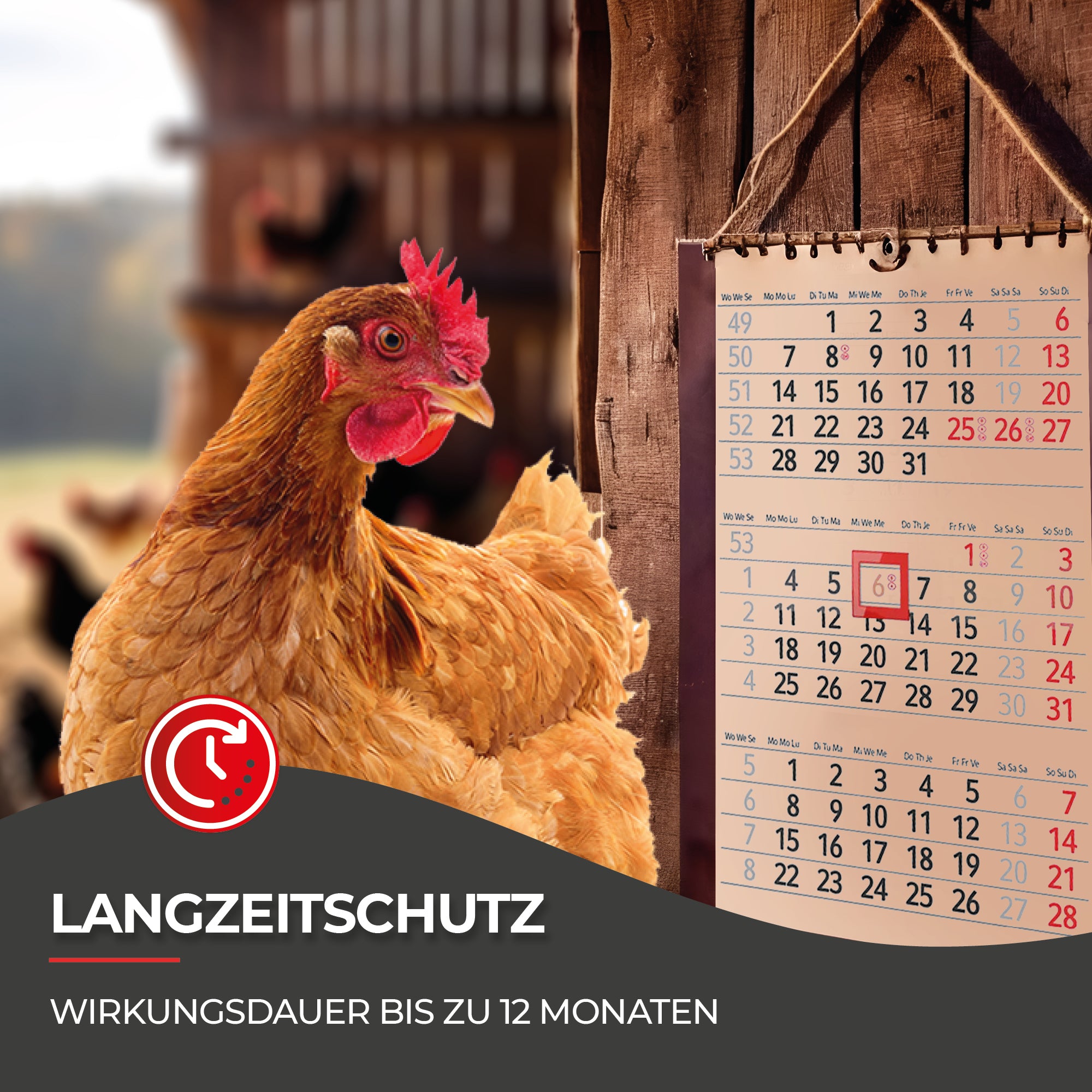 Hühnermilben bekämpfen mit Milbosana® Konzentrat 250 ml