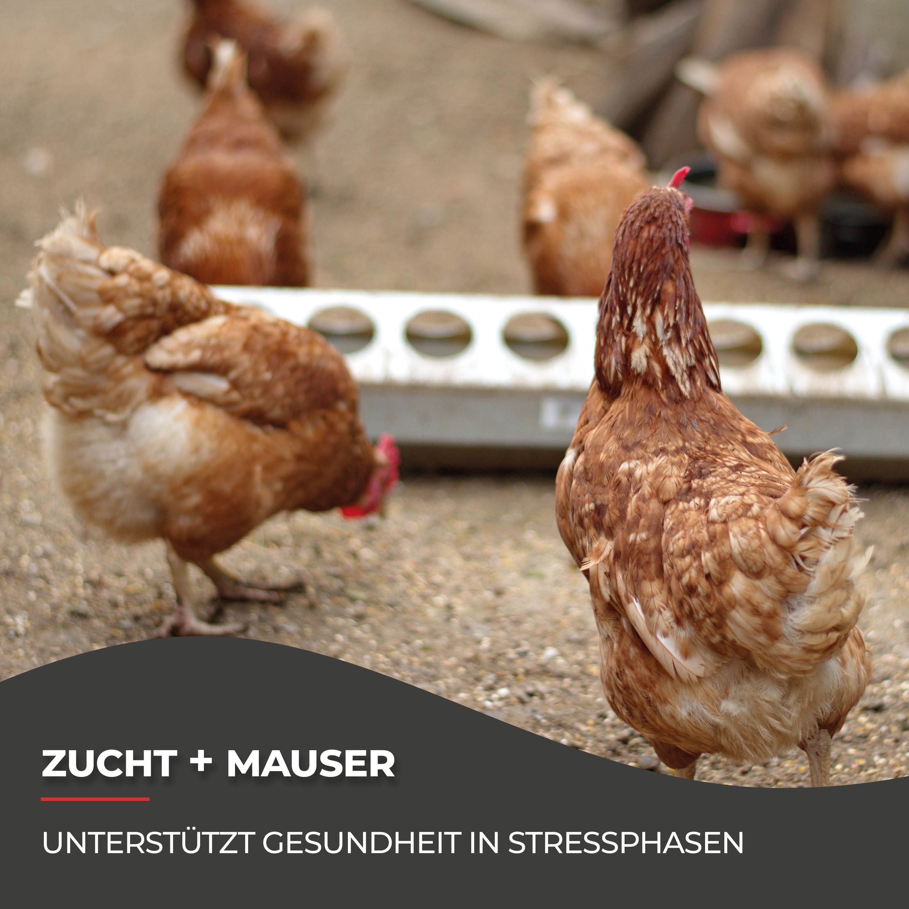 Multivitamin für Hühner: 250 ml, 500 ml und 1000 ml Unterstützung während Mauser und Zucht